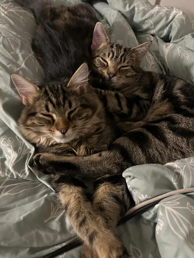 A young medium-sized male Tabby (Brown / Chocolate) Domestic Short Hair cat named Ted and Miso Race for adoption in Philadelphia, PA