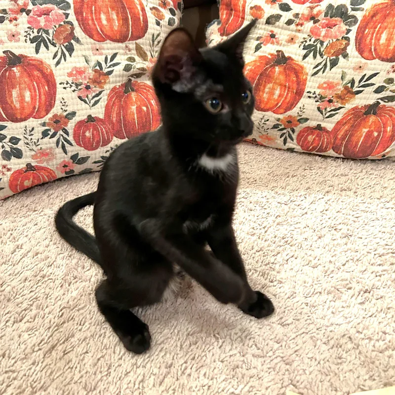A baby medium-sized female Black Domestic Short Hair cat named Charmeuse for adoption in Apex, NC