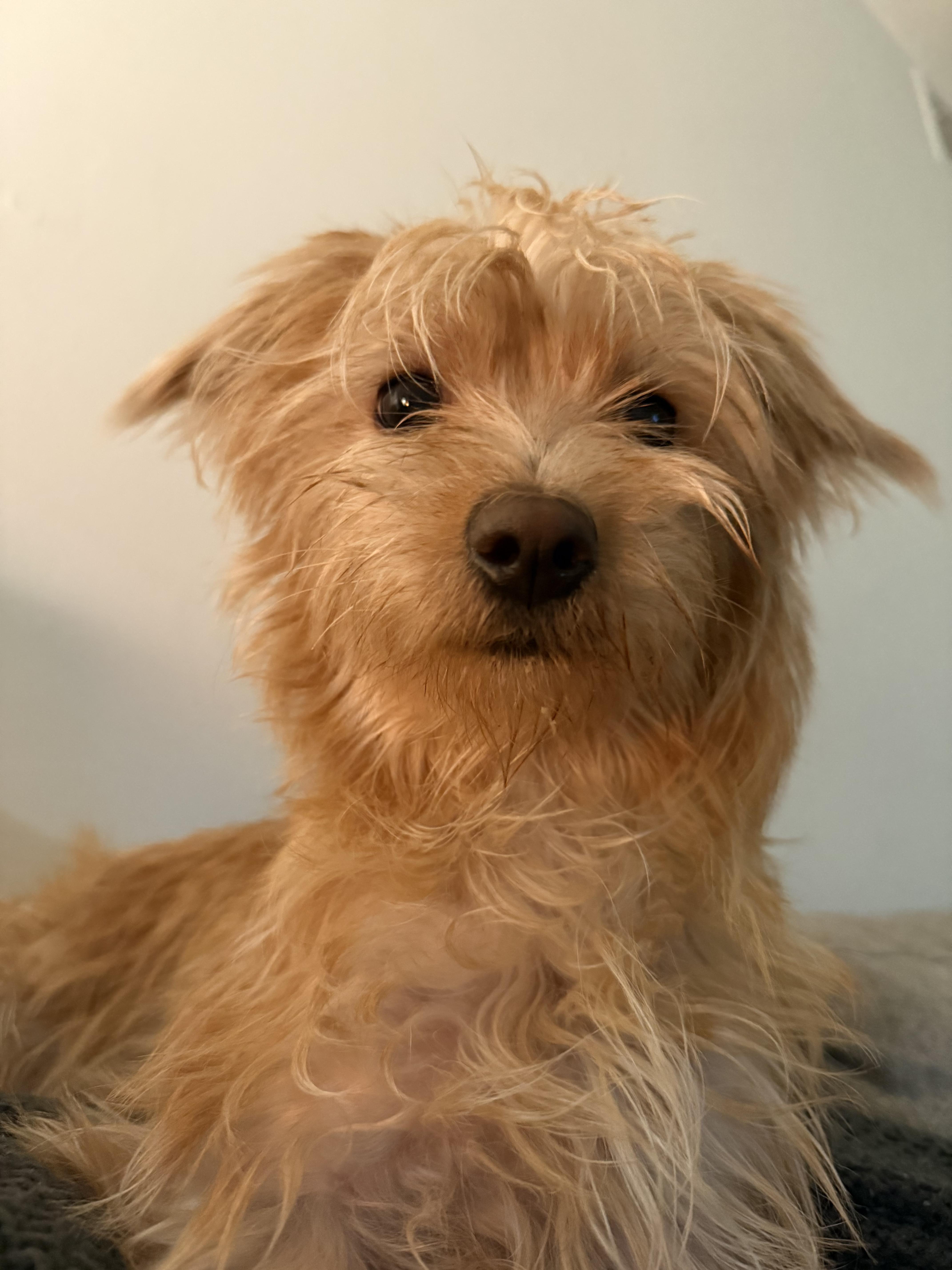 A young small-sized female Apricot / Beige Morkie dog named Remi for adoption in North Miami, FL