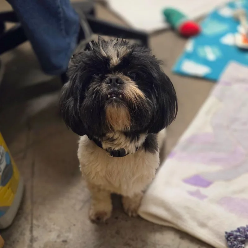A young small-sized male Black Mixed Breed dog named Benedict for adoption in Houston, TX