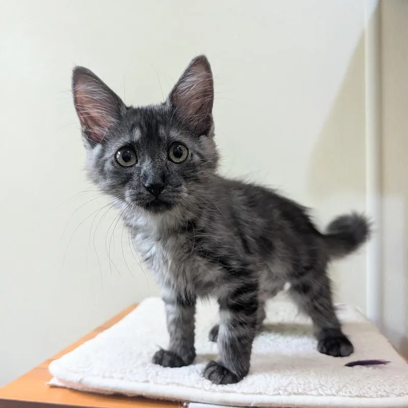 A baby small-sized female Gray / Blue / Silver Domestic Medium Hair cat named Parsley for adoption in Kailua Kona, HI