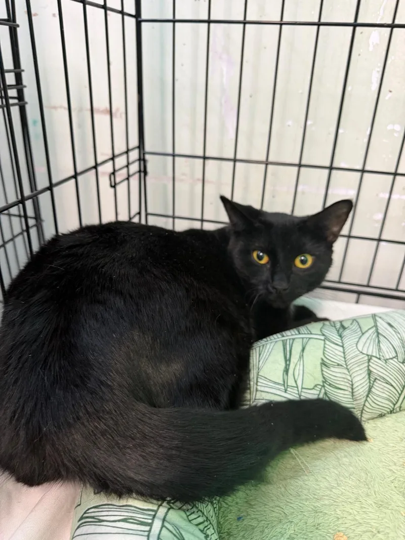 An adult medium-sized female Black Domestic Short Hair cat named Tay for adoption in Margate, FL