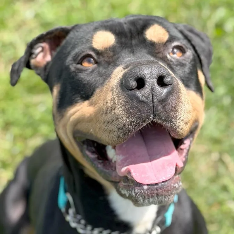 An adult large-sized male Rottweiler dog named Django for adoption in Olean, NY