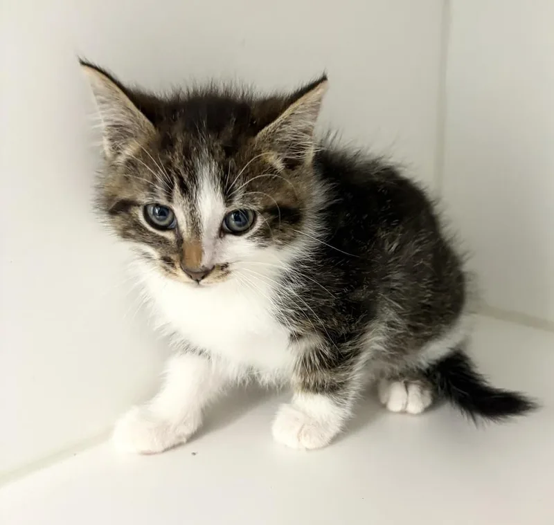 A baby small-sized male Domestic Medium Hair cat named Rusty for adoption in Rochester, IN