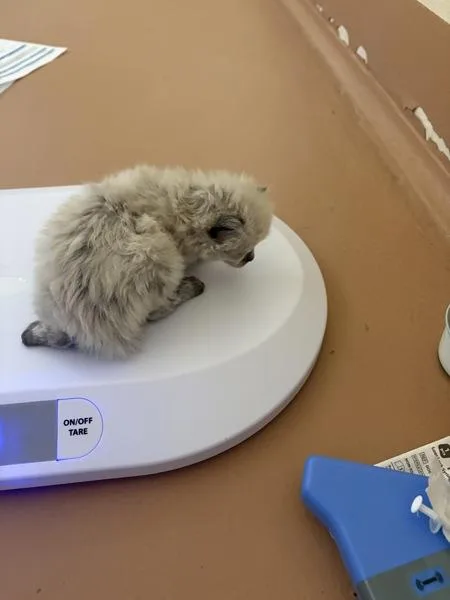 A baby small-sized female Domestic Short Hair cat named Dee Dee for adoption in Kennewick, WA
