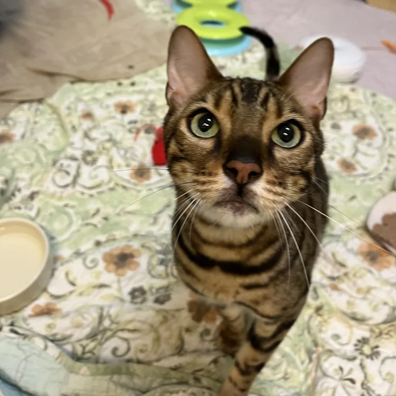 An adult large-sized male Brown / Chocolate Bengal cat named Beau for adoption in South Burlington, VT