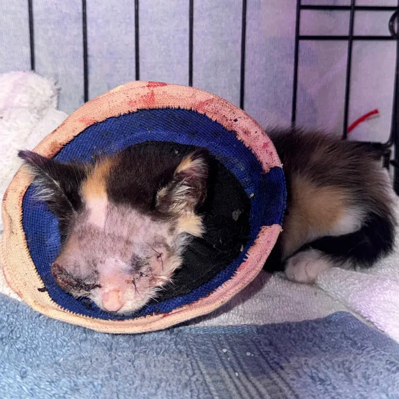 A baby small-sized female Domestic Short Hair cat named Echo for adoption in Wahiawa, HI
