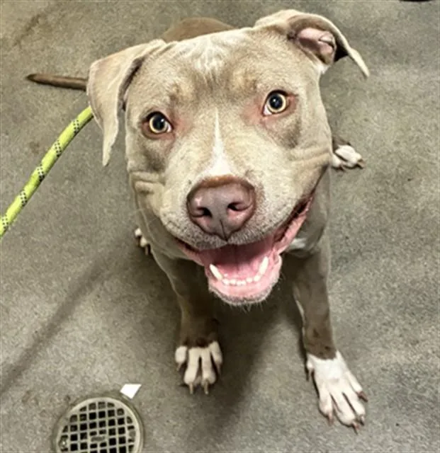 A young large-sized male Staffordshire Bull Terrier dog named Taj for adoption in Upper Marlboro, MD