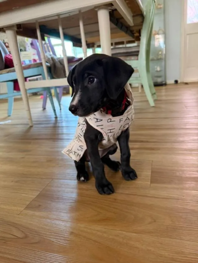 A baby medium-sized female Black Labrador Retriever dog named April for adoption in Amity, OR