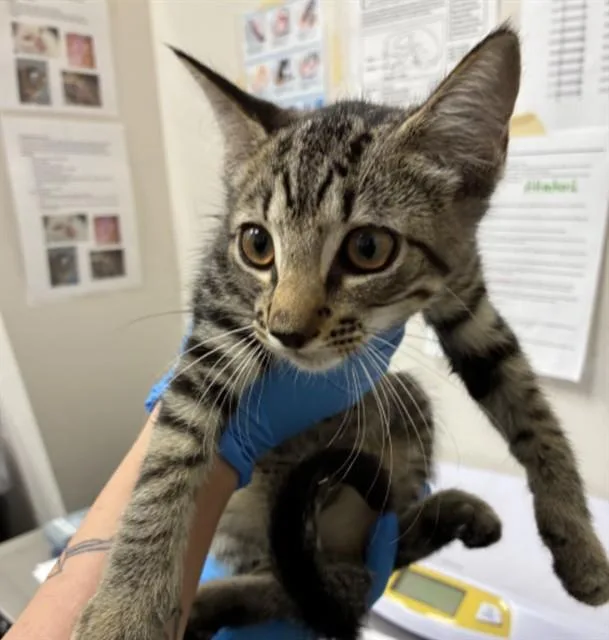A baby small-sized female Domestic Short Hair cat named Spinach for adoption in Naples, FL