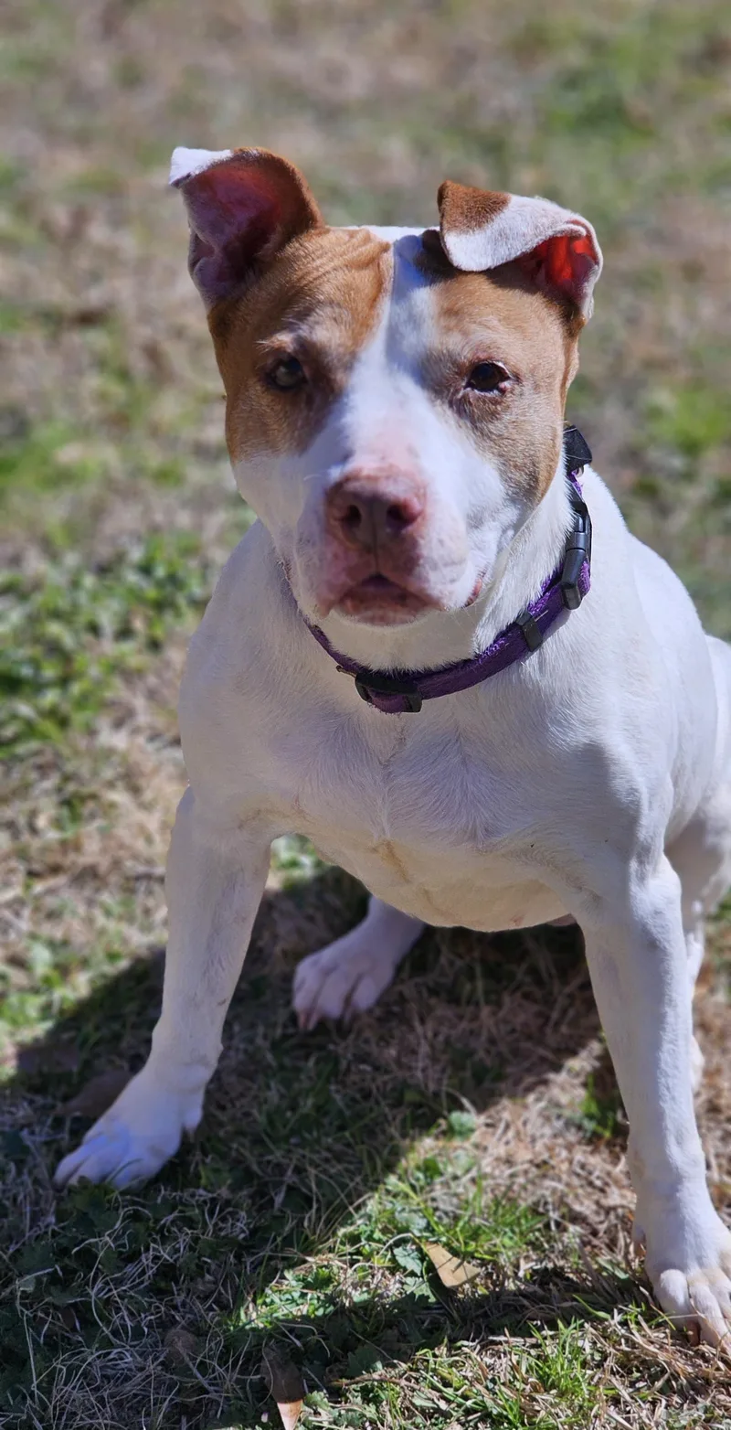 A senior medium-sized female White / Cream Pit Bull Terrier dog named Jane for adoption in Marshallville, GA