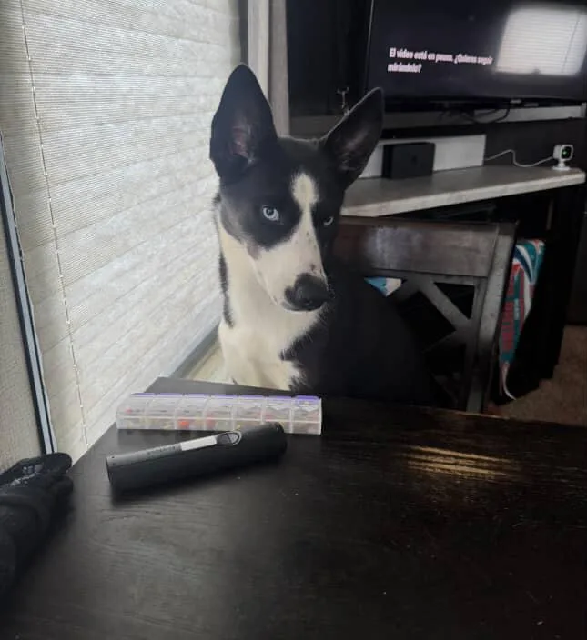 A young medium-sized female Bicolor Husky dog named Rhynera for adoption in Homestead, FL