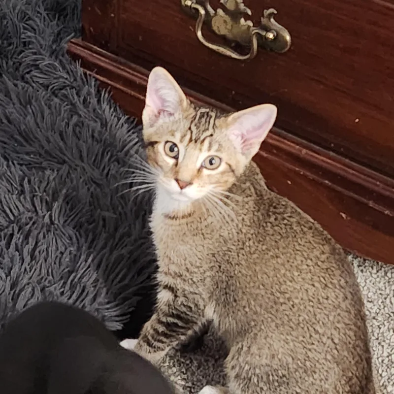 A young small-sized male Domestic Short Hair cat named Barley for adoption in Longmont, CO