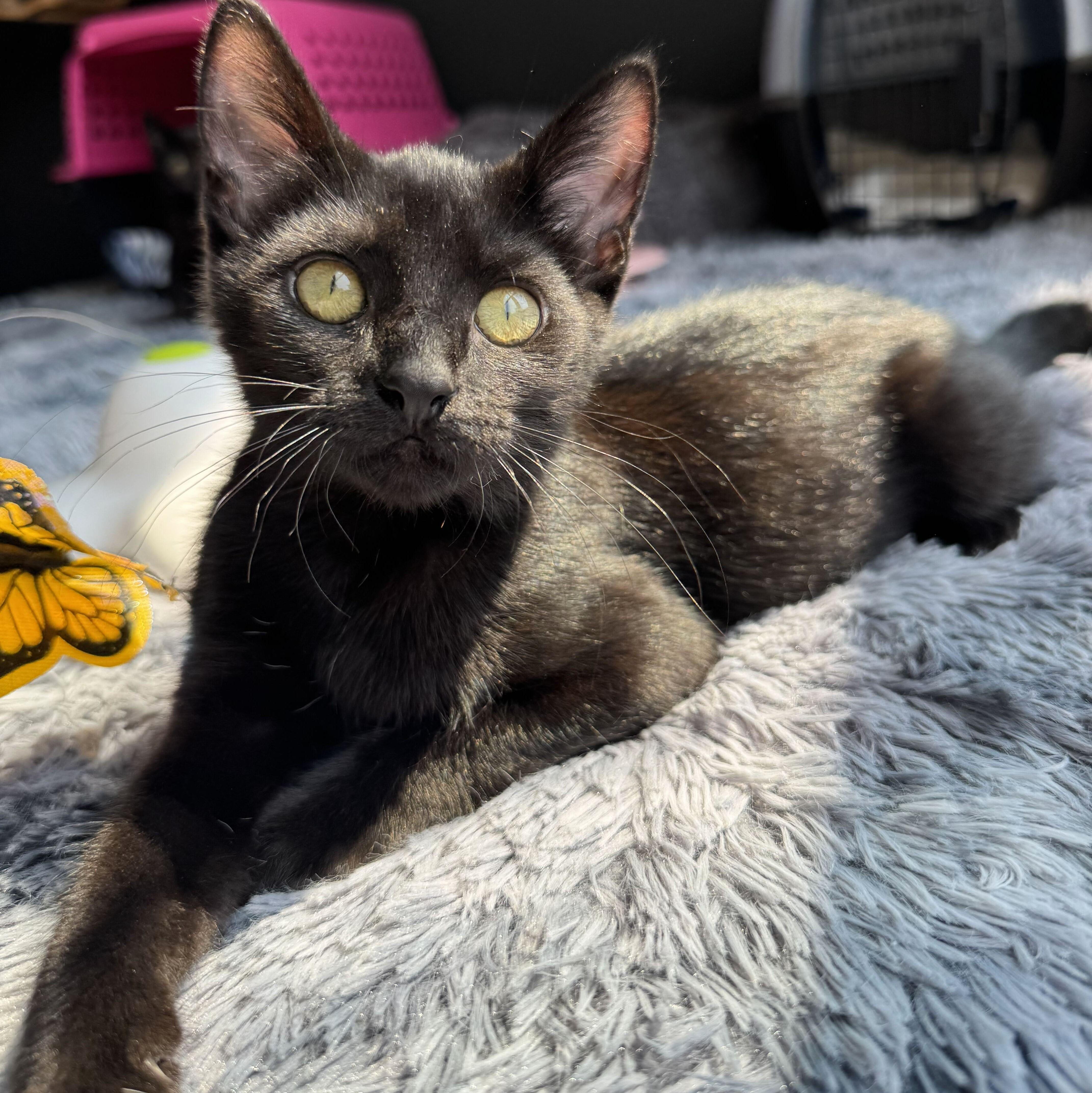 Willow