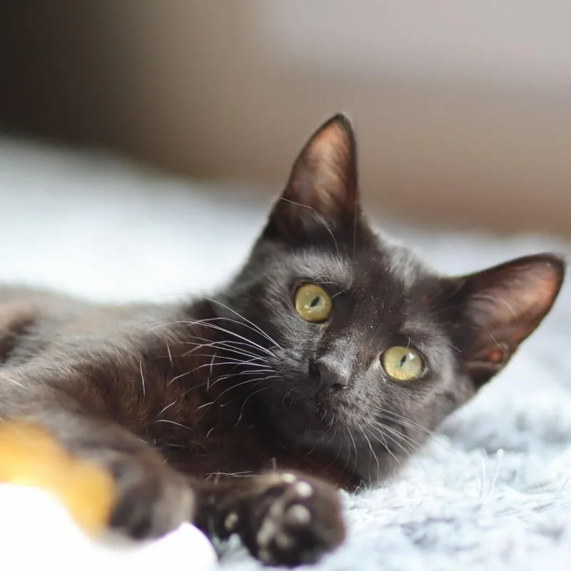 Willow thumbnail 2