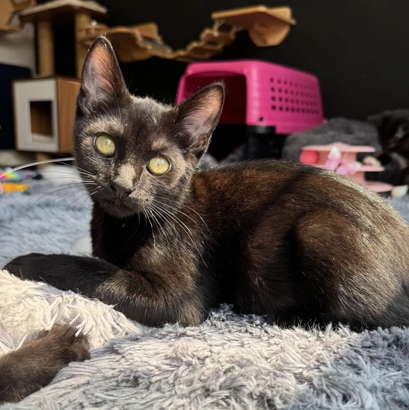 Willow thumbnail 4