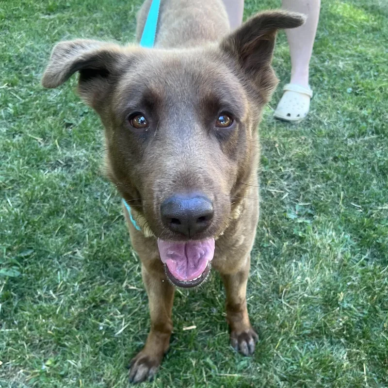 An adult medium-sized male Brown / Chocolate Chocolate Labrador Retriever dog named Rowan for adoption in Youngstown, OH