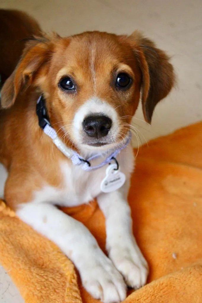 A baby medium-sized male Mixed Breed dog named Purple Collar for adoption in Morgantown, KY