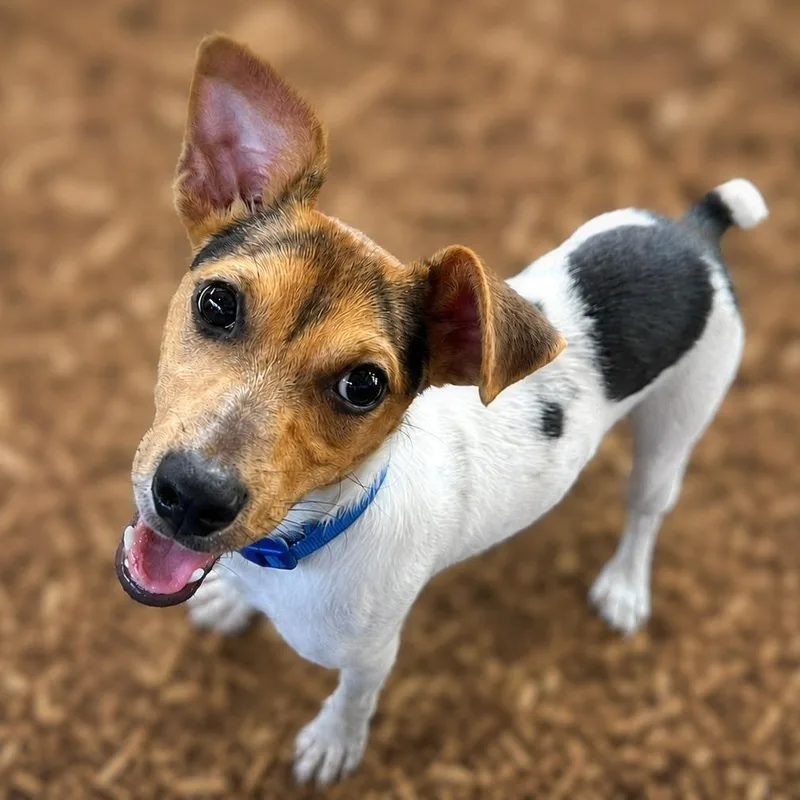 Otis