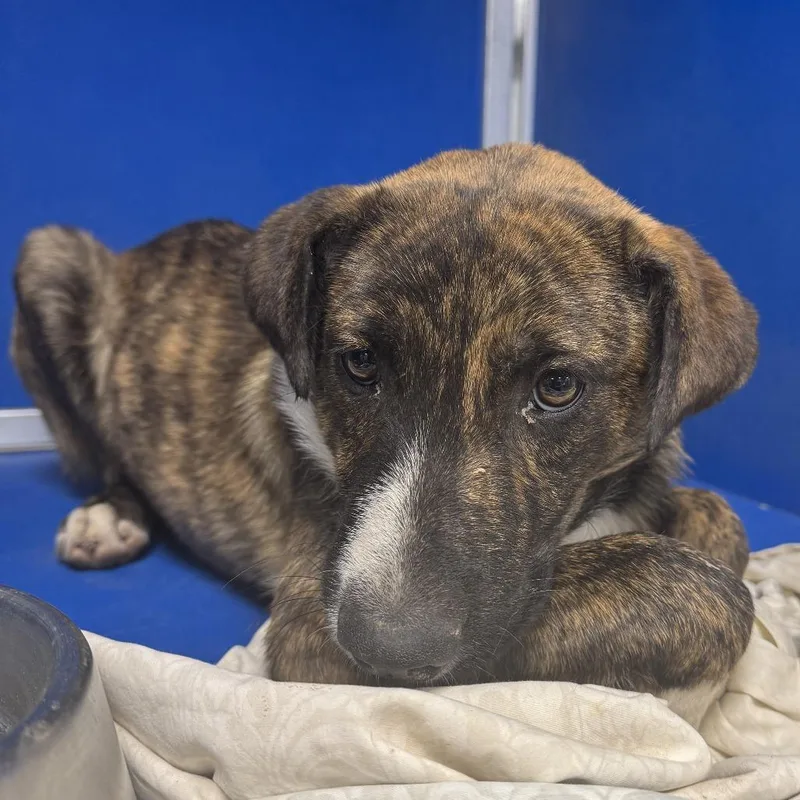 A young small-sized female Brindle Mixed Breed dog named Peanut for adoption in Las Cruces, NM