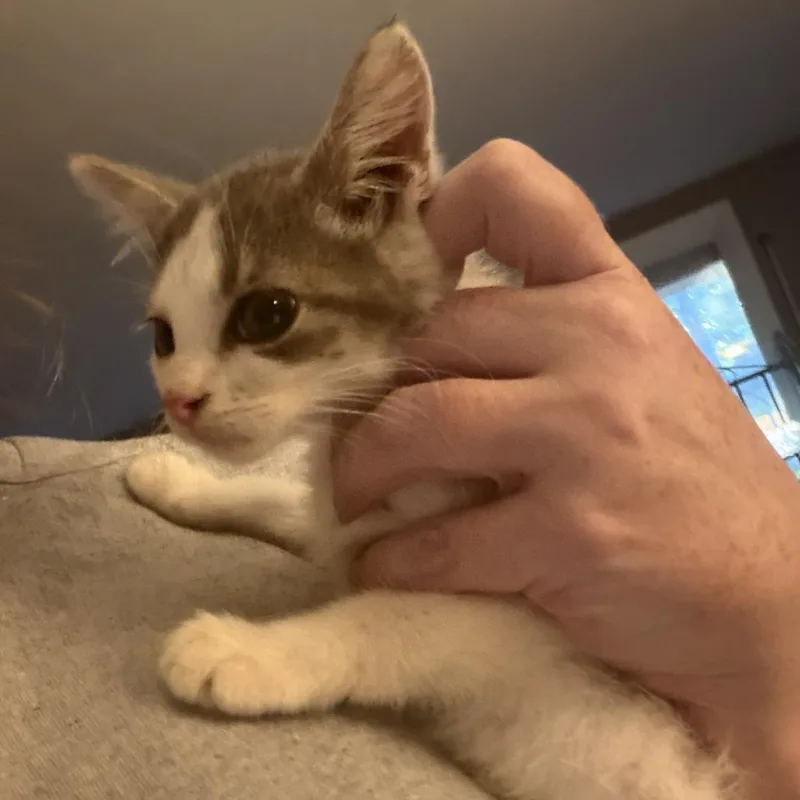 A baby small-sized female Gray / Blue / Silver Domestic Short Hair cat named Dolly for adoption in Rochester, MN