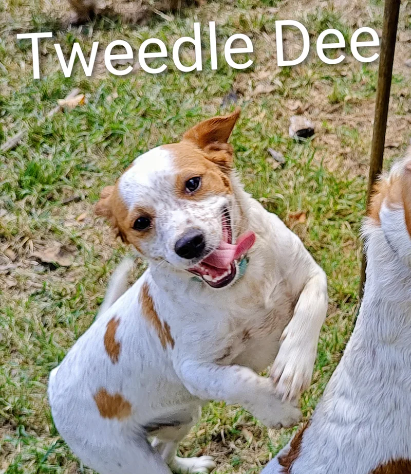 Tweedle Dee