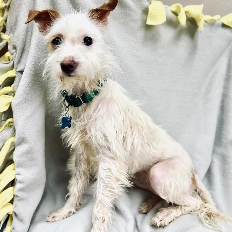 Powder Puff thumbnail 2