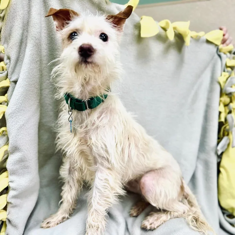 Powder Puff thumbnail 4