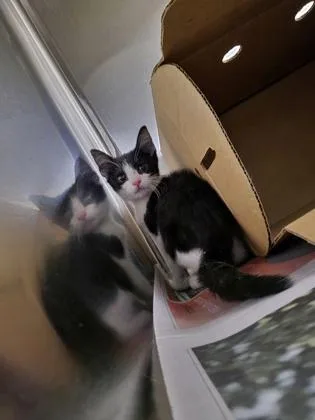 An adult medium-sized female Domestic Short Hair cat named Clefairy for adoption in Westland, MI