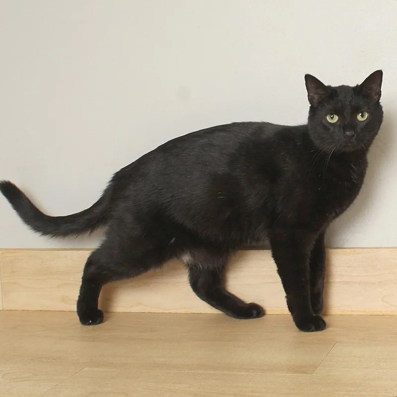 Misdemeanor C thumbnail 2