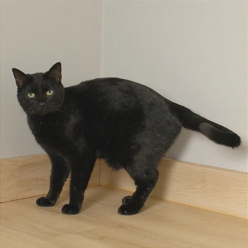 Misdemeanor C thumbnail 3