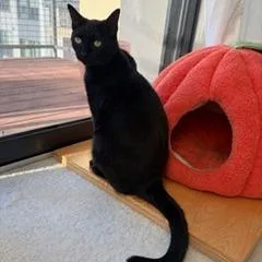 Misdemeanor C thumbnail 4