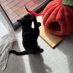 Misdemeanor C thumbnail 5