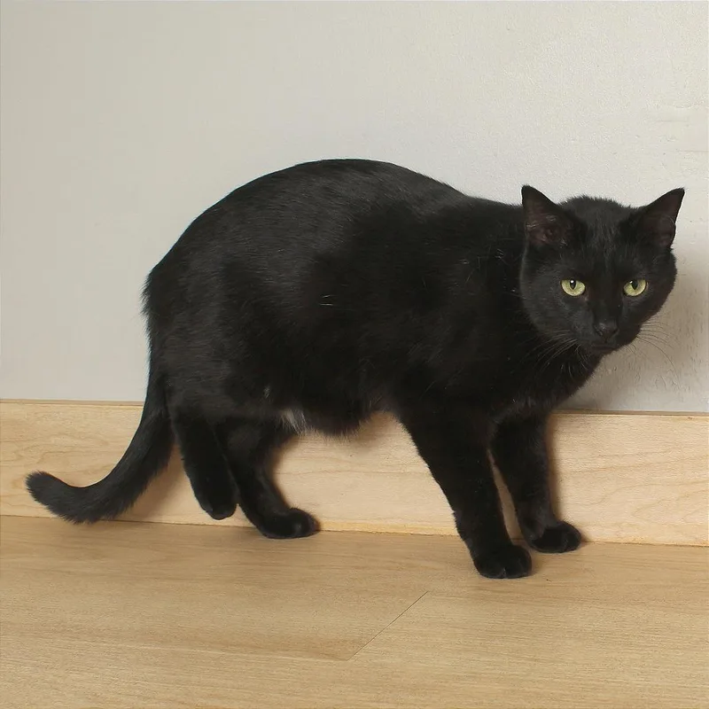 Misdemeanor C thumbnail 6