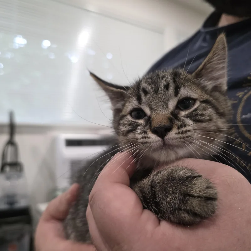 A baby medium-sized male Tabby (Brown / Chocolate) Domestic Short Hair cat named Sirius for adoption in Moriches, NY