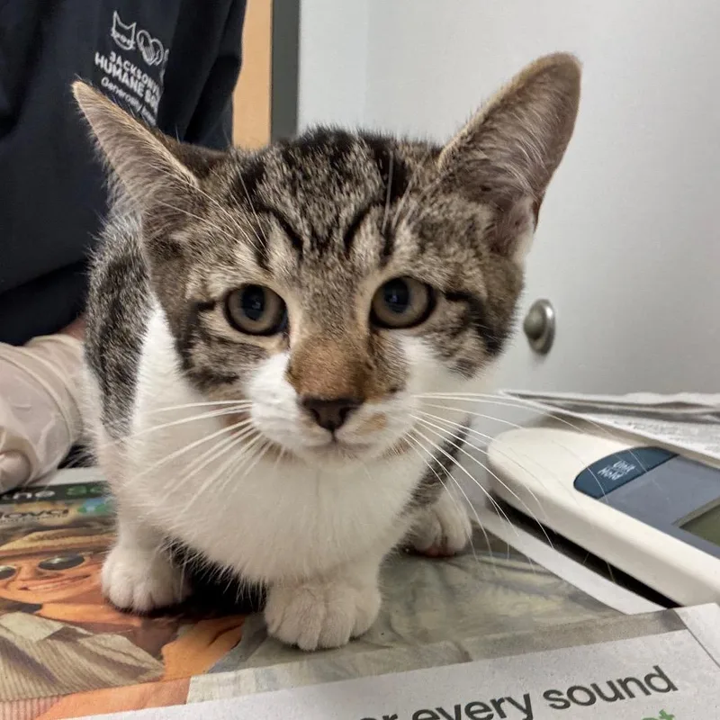 A baby small-sized male Domestic Medium Hair cat named Kiss for adoption in Jacksonville, FL