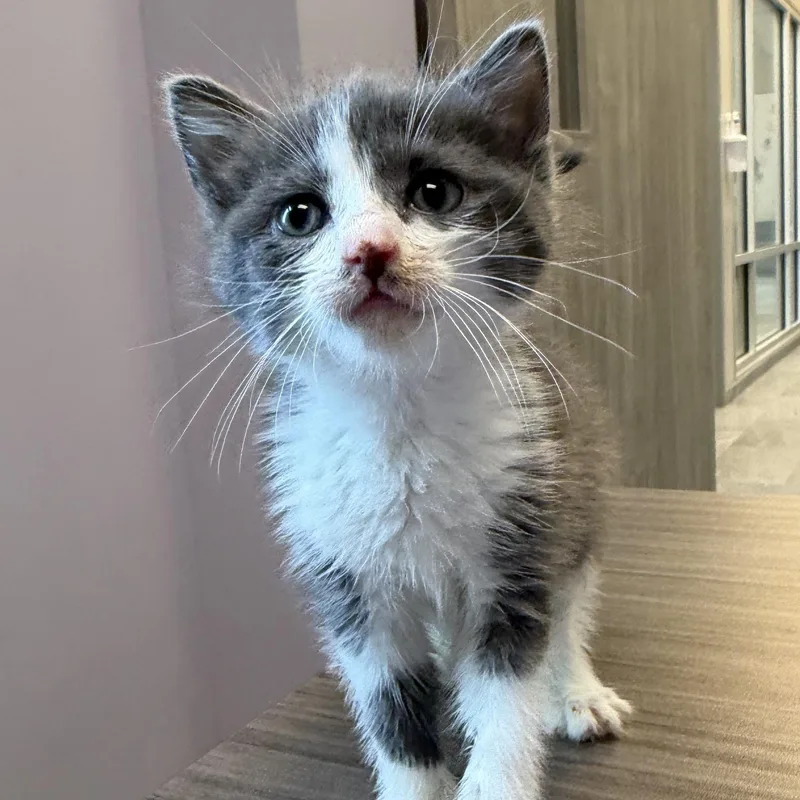 A baby small-sized male Gray & White Domestic Short Hair cat named Chesney for adoption in Cooperstown, NY