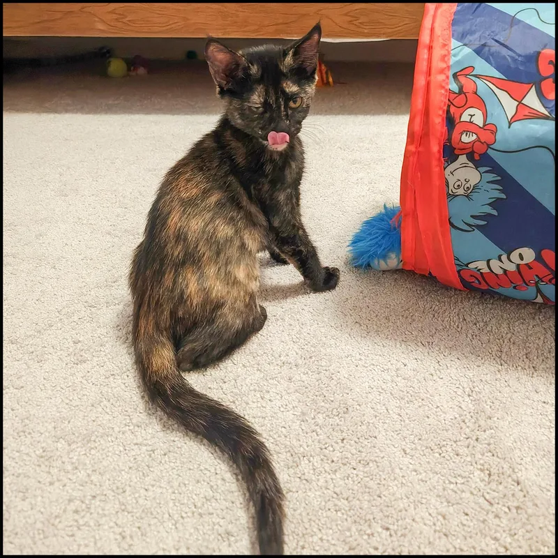 A young medium-sized female Tortoiseshell Domestic Short Hair cat named Foudy for adoption in Roswell, GA