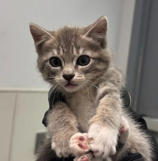A baby small-sized female Domestic Short Hair cat named Working Cat Eclipse for adoption in San Diego, CA