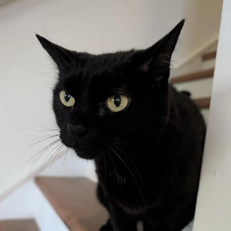 A senior small-sized female Black Domestic Short Hair cat named Smokey for adoption in Philadelphia, PA