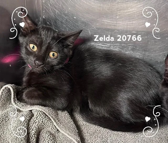 A baby medium-sized female Black Domestic Short Hair cat named Zelda for adoption in Marietta, GA
