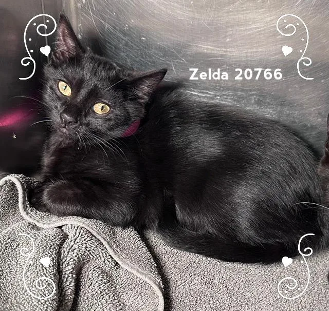 Zelda thumbnail 3