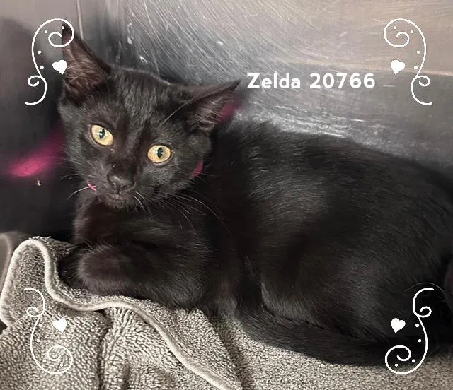 Zelda thumbnail 4