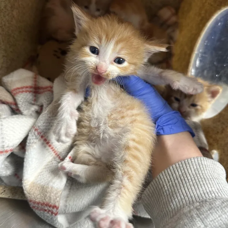 A baby small-sized female Orange / Red Domestic Short Hair cat named Bumi for adoption in Philadelphia, PA