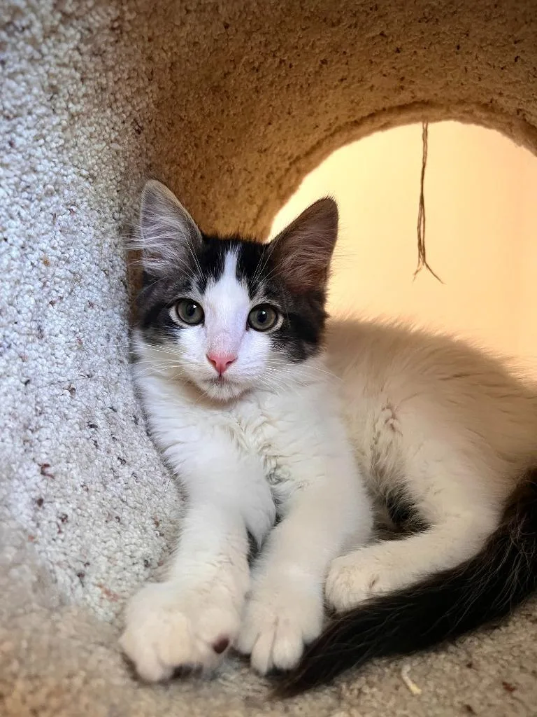 A baby small-sized male Domestic Short Hair cat named Phlox for adoption in Los Angeles, CA