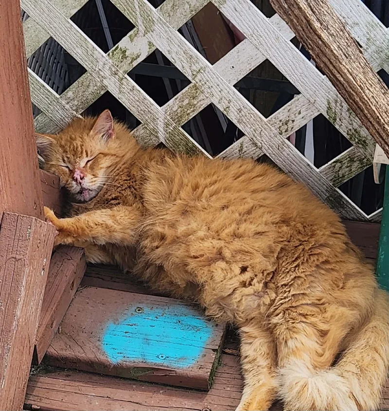 A senior large-sized male Domestic Long Hair cat named Butterscotch for adoption in Spring Hill, FL