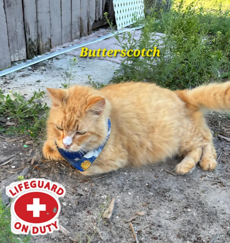 Butterscotch thumbnail 3