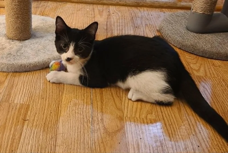 A baby medium-sized female Domestic Short Hair cat named Cricket for adoption in Waynetown, IN