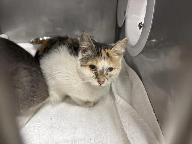 A baby small-sized female Domestic Short Hair cat named Velvet for adoption in Panama City, FL