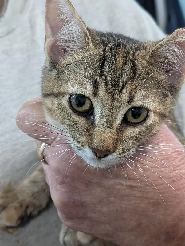 A young medium-sized female Tabby (Brown / Chocolate) Domestic Short Hair cat named Maddie for adoption in Adrian, MI